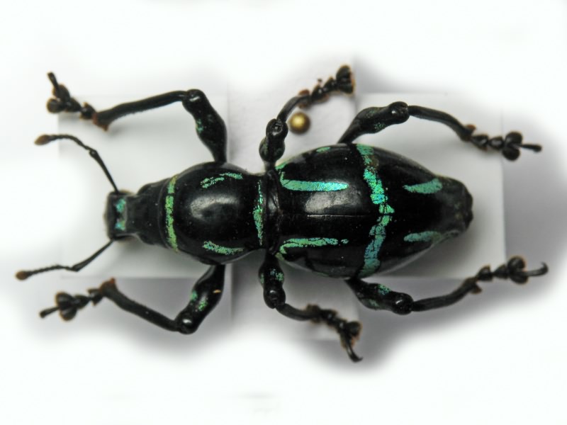 Pachyrhynchus semperi Heller, 1912